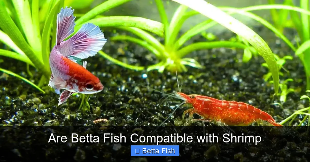 Are Betta Fish Compatible with Shrimp
