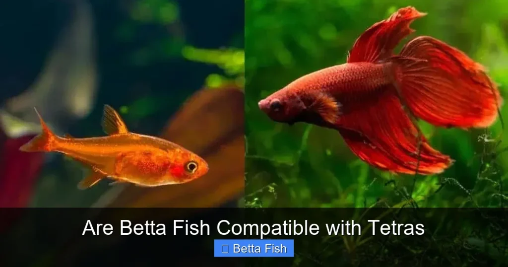 Are Betta Fish Compatible with Tetras