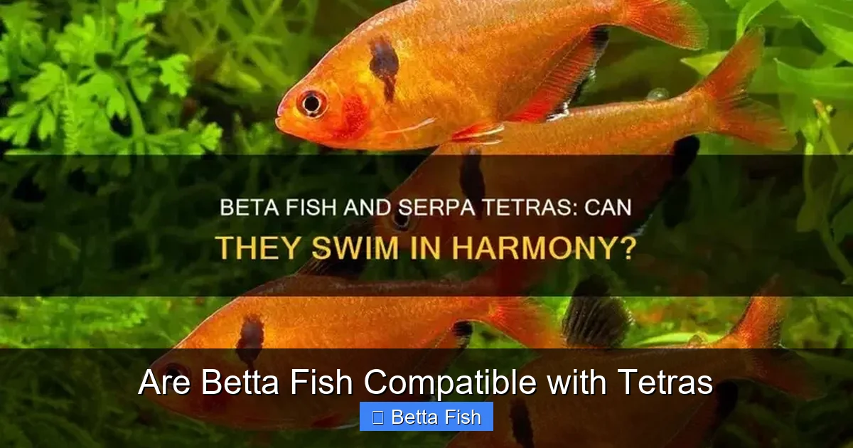 Are Betta Fish Compatible with Tetras