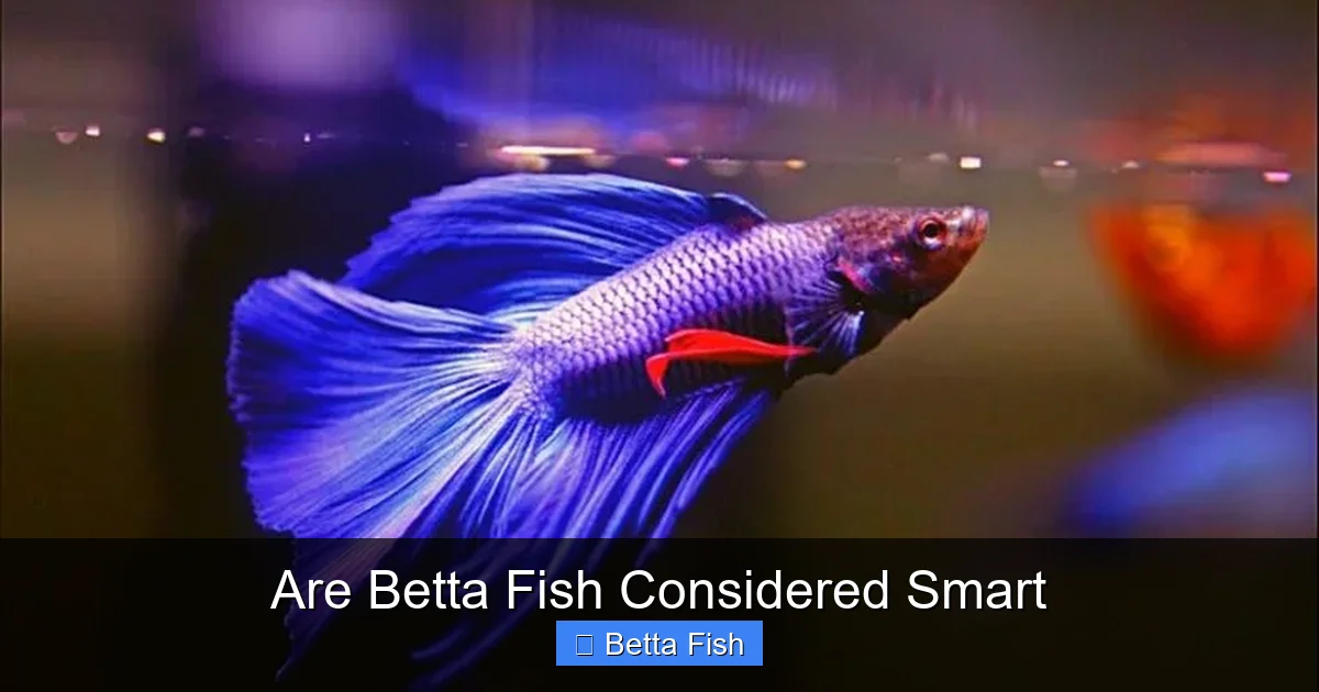 Are Betta Fish Considered Smart