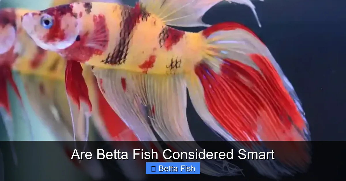 Are Betta Fish Considered Smart