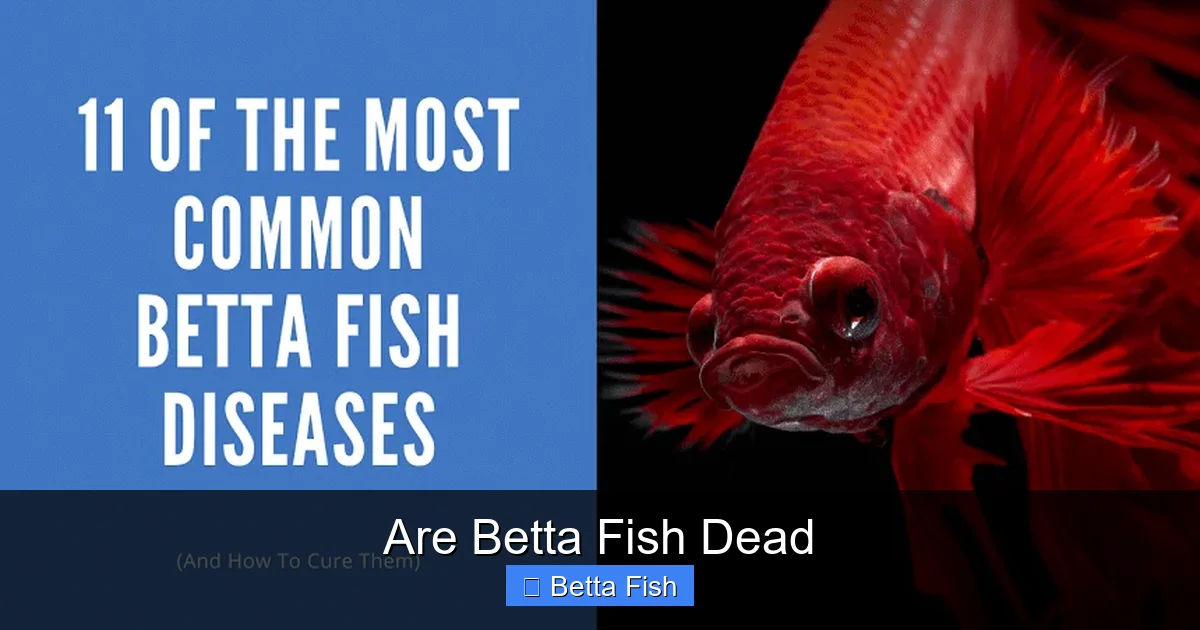 Are Betta Fish Dead