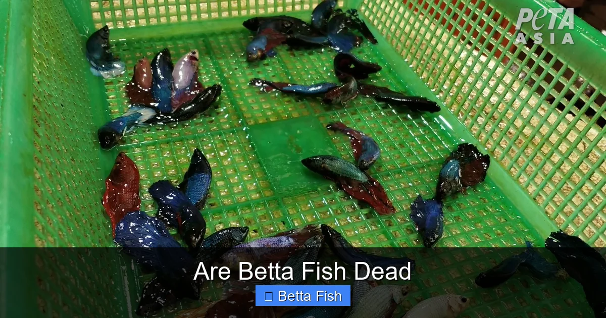 Are Betta Fish Dead