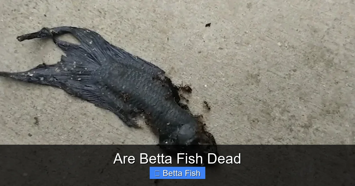 Are Betta Fish Dead