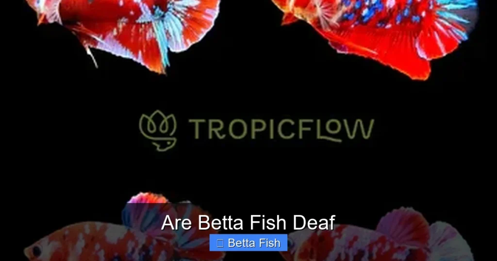 Are Betta Fish Deaf