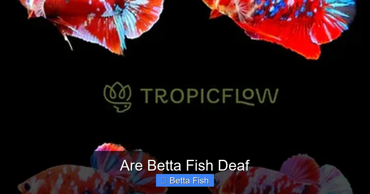Are Betta Fish Deaf