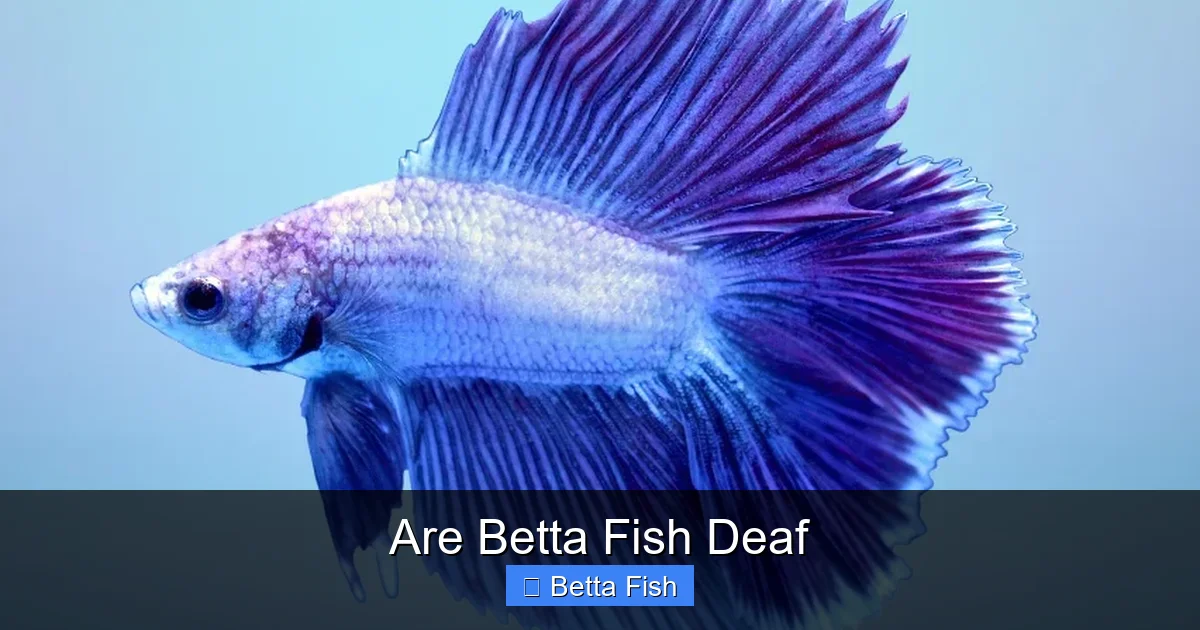 Are Betta Fish Deaf