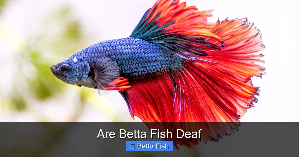 Are Betta Fish Deaf