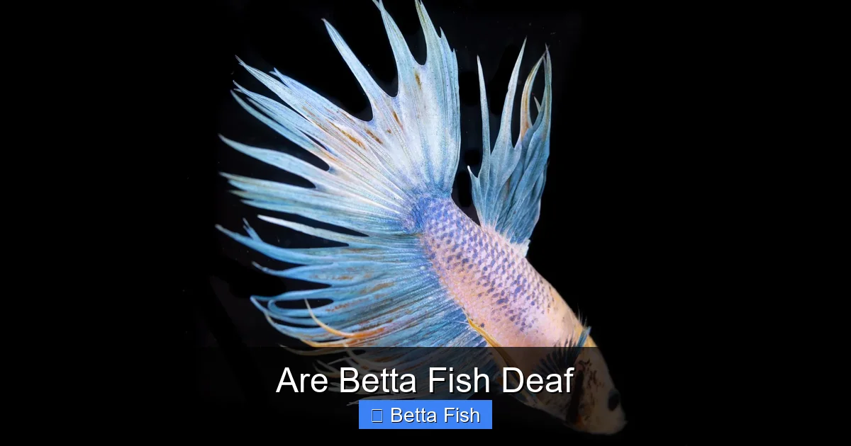 Are Betta Fish Deaf