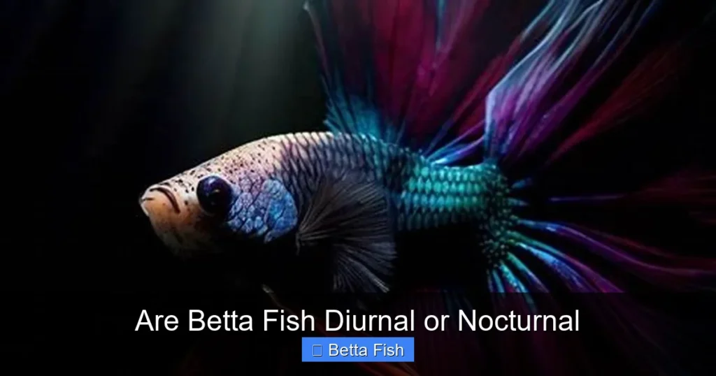 Are Betta Fish Diurnal or Nocturnal