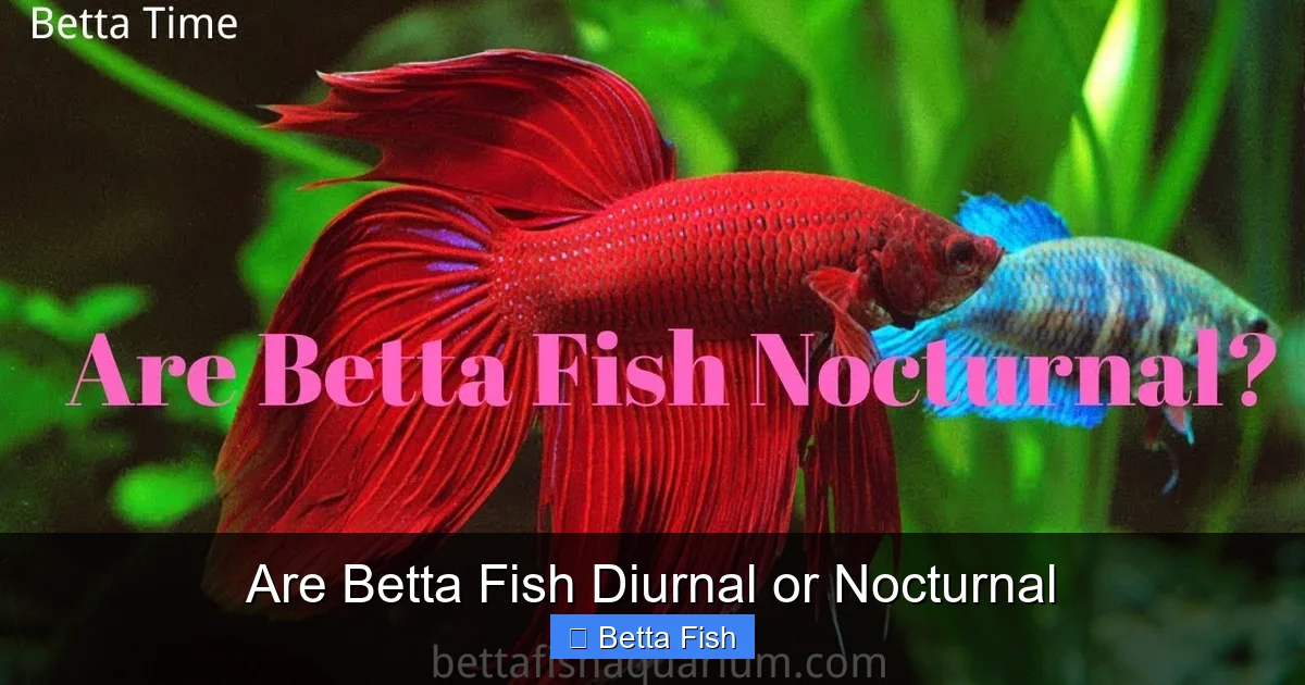 Are Betta Fish Diurnal or Nocturnal