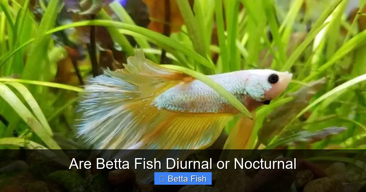 Are Betta Fish Diurnal or Nocturnal