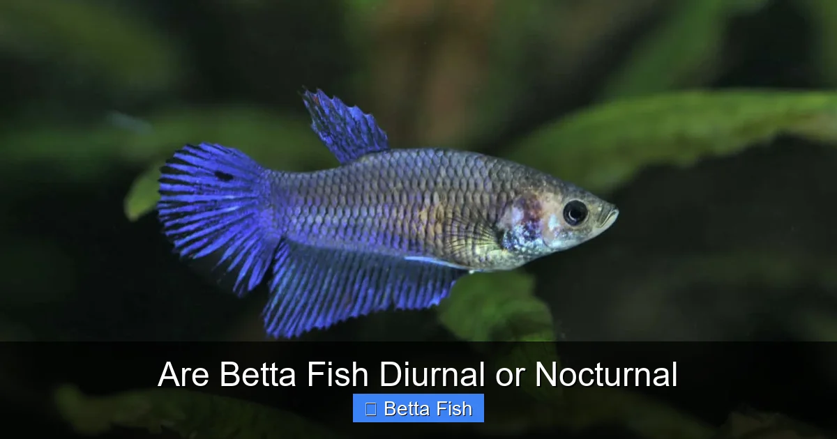 Are Betta Fish Diurnal or Nocturnal