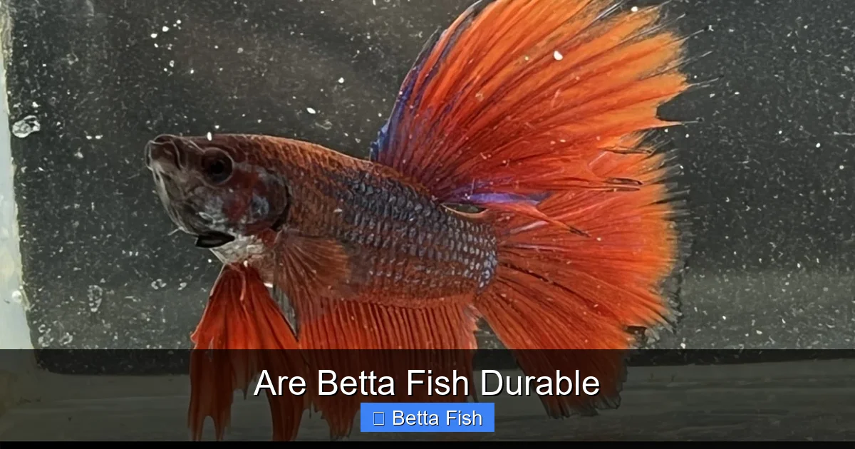 Are Betta Fish Durable