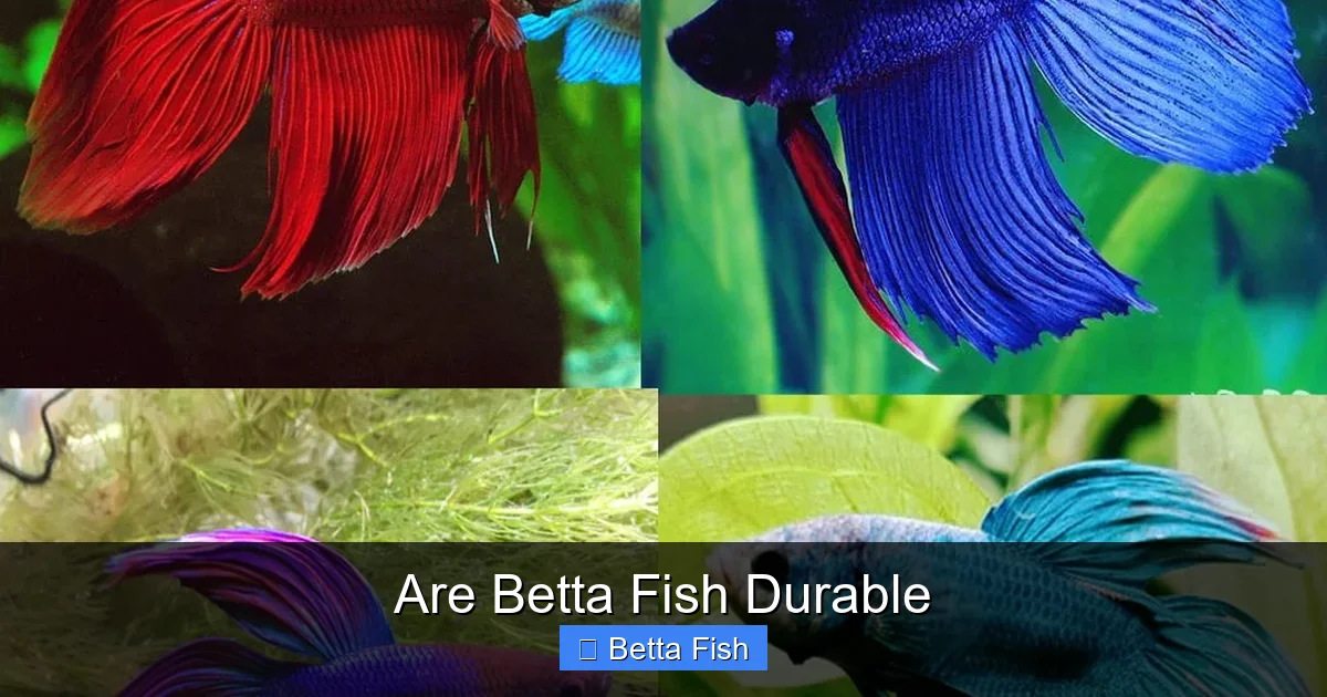 Are Betta Fish Durable