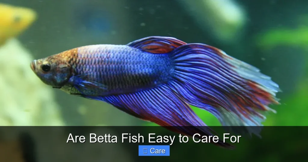 Are Betta Fish Easy to Care For