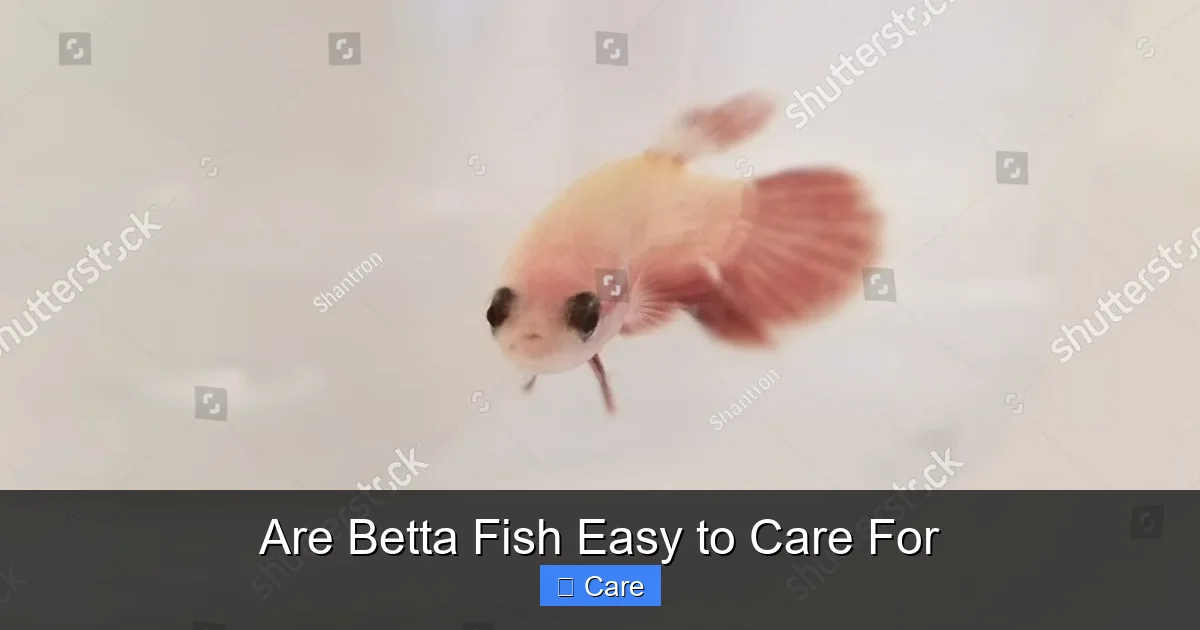 Are Betta Fish Easy to Care For