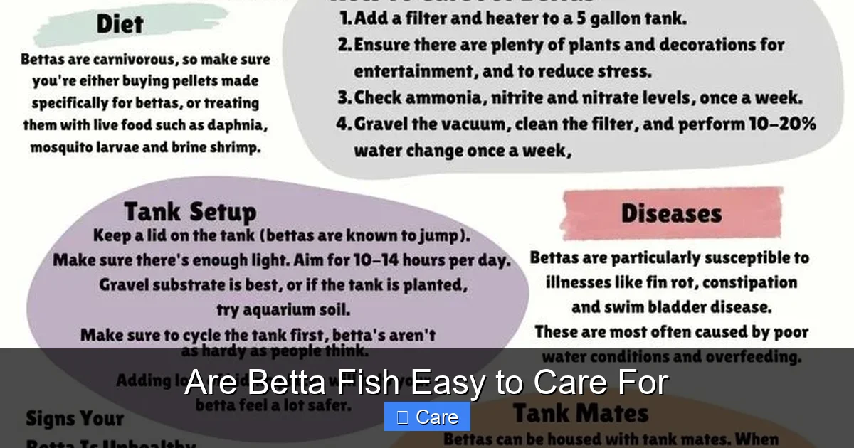 Are Betta Fish Easy to Care For