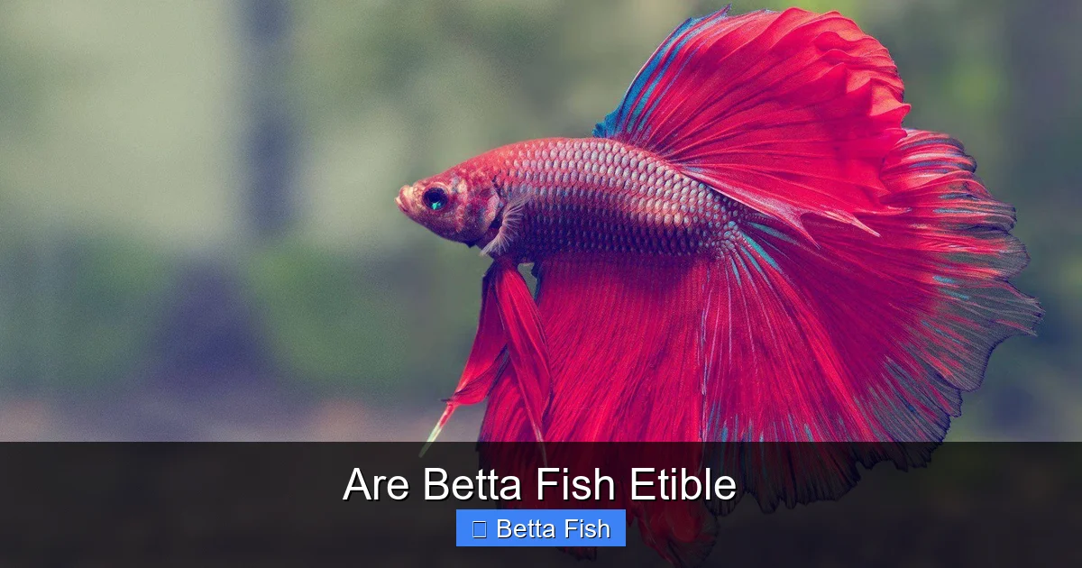 Are Betta Fish Etible