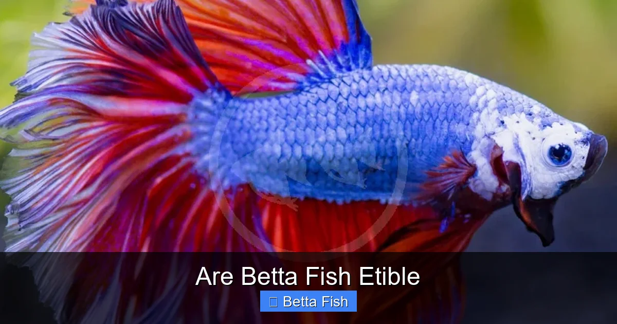 Are Betta Fish Etible