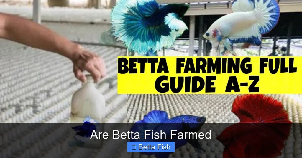 Are Betta Fish Farmed