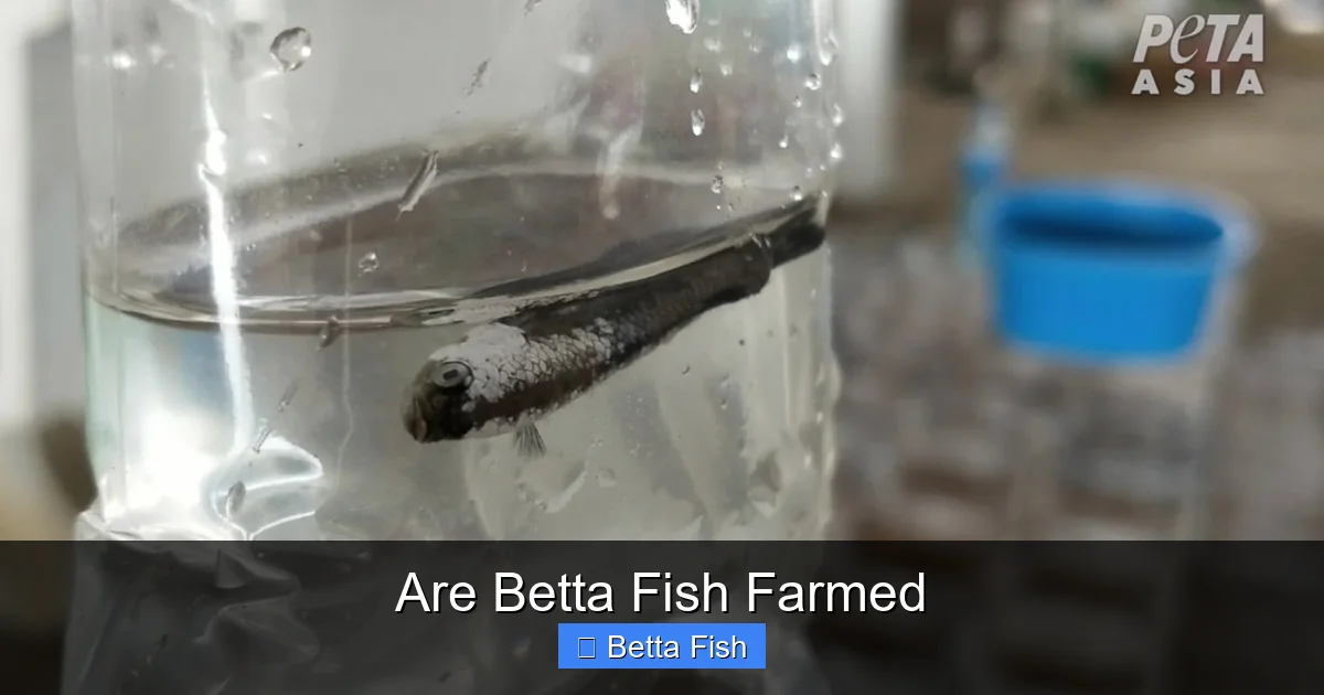 Are Betta Fish Farmed