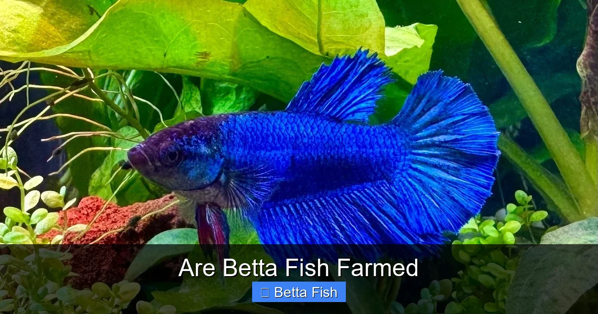 Are Betta Fish Farmed