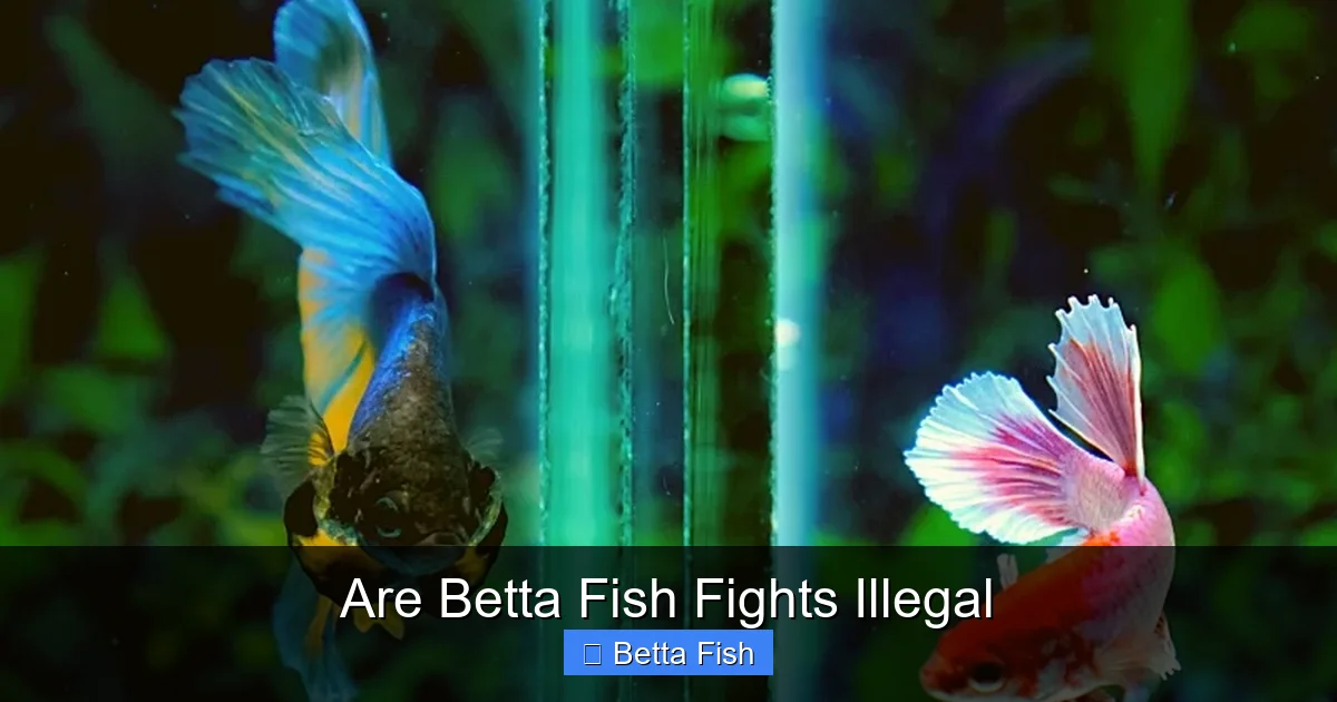 Are Betta Fish Fights Illegal