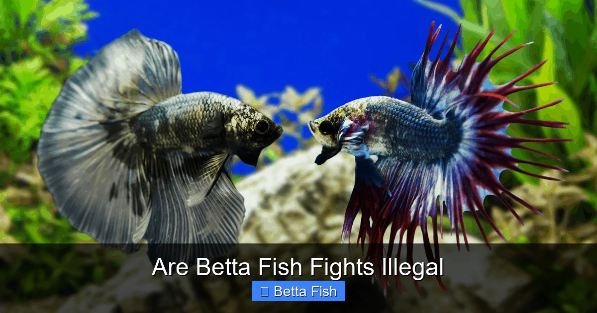 Are Betta Fish Fights Illegal