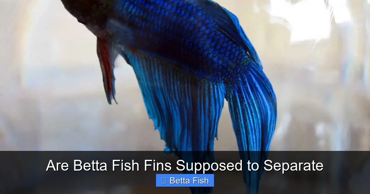 Are Betta Fish Fins Supposed to Separate