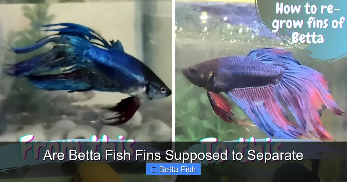 Are Betta Fish Fins Supposed to Separate