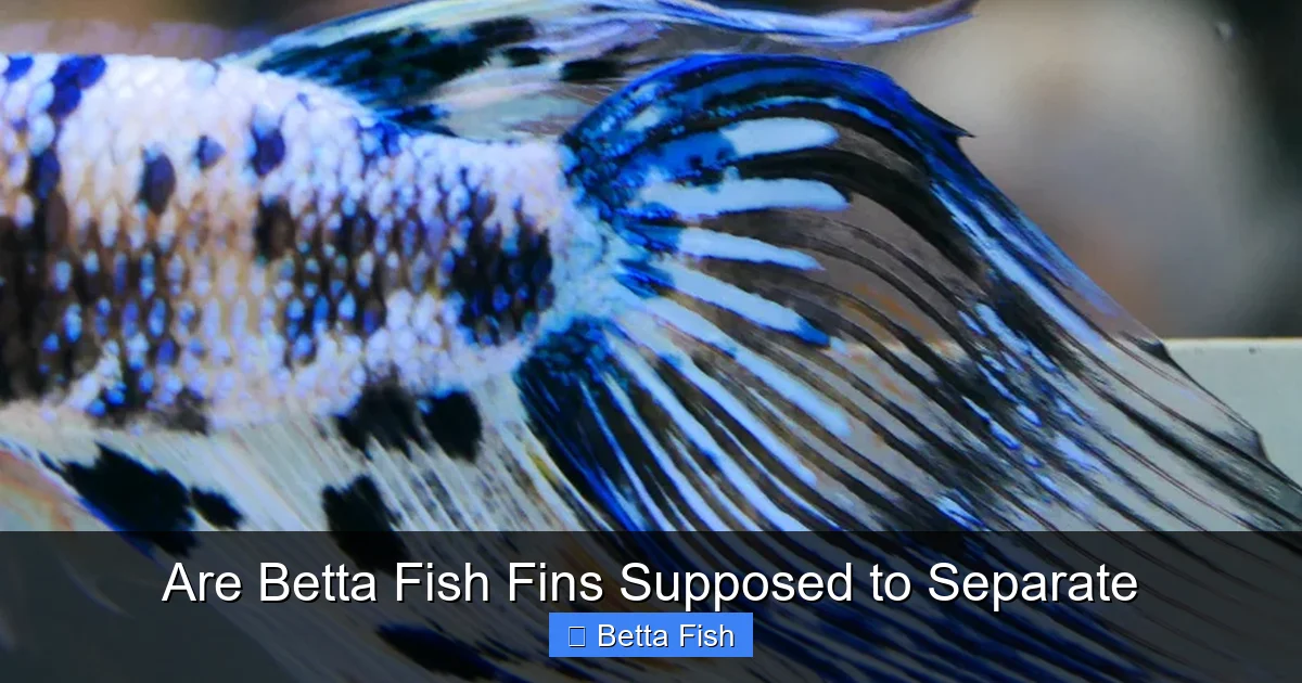 Are Betta Fish Fins Supposed to Separate