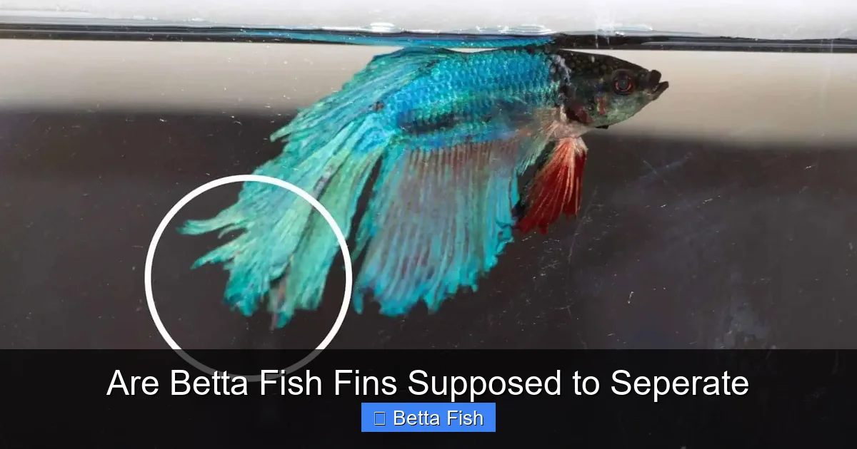 Are Betta Fish Fins Supposed to Seperate