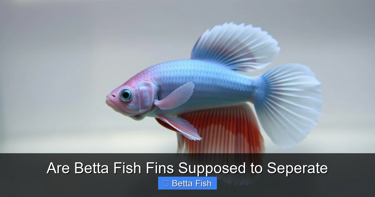 Are Betta Fish Fins Supposed to Seperate