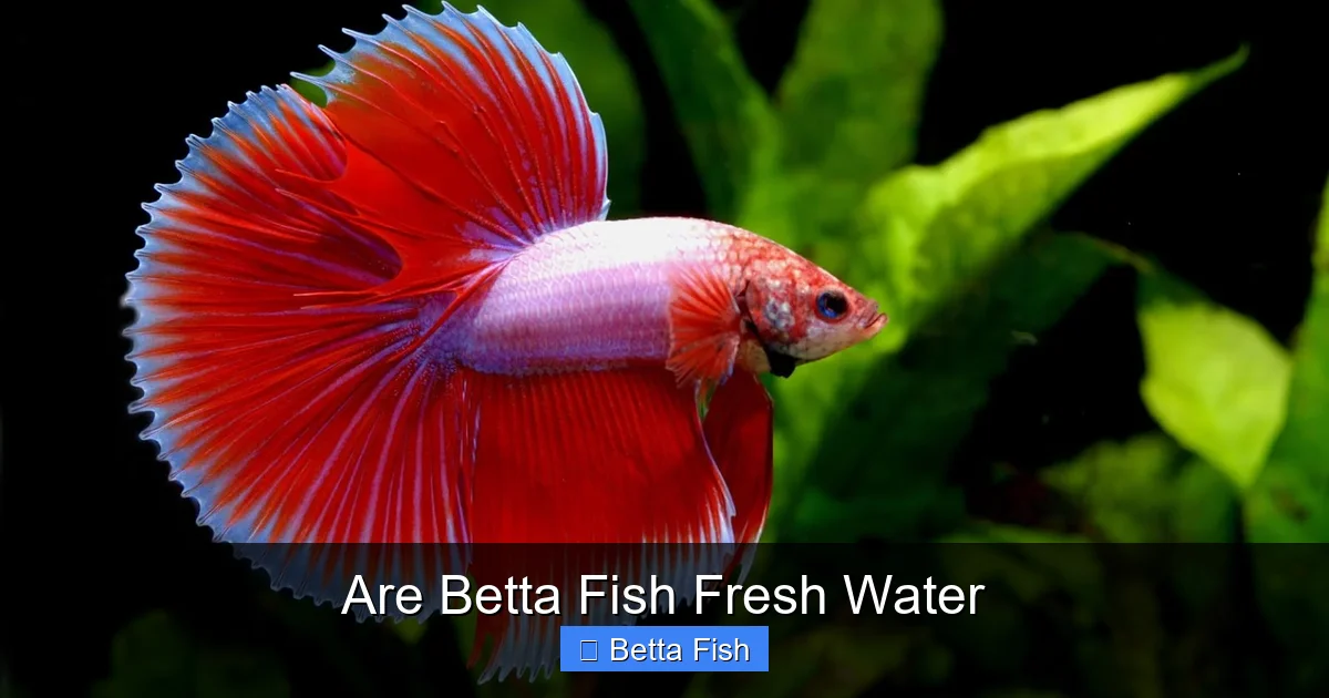 Are Betta Fish Fresh Water