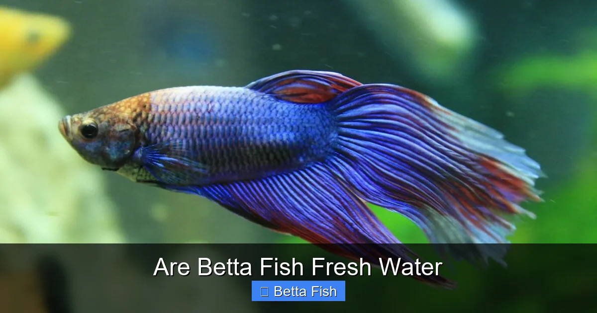 Are Betta Fish Fresh Water