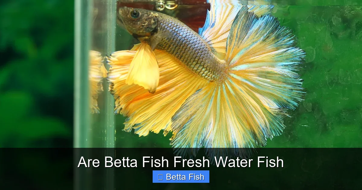 Are Betta Fish Fresh Water Fish