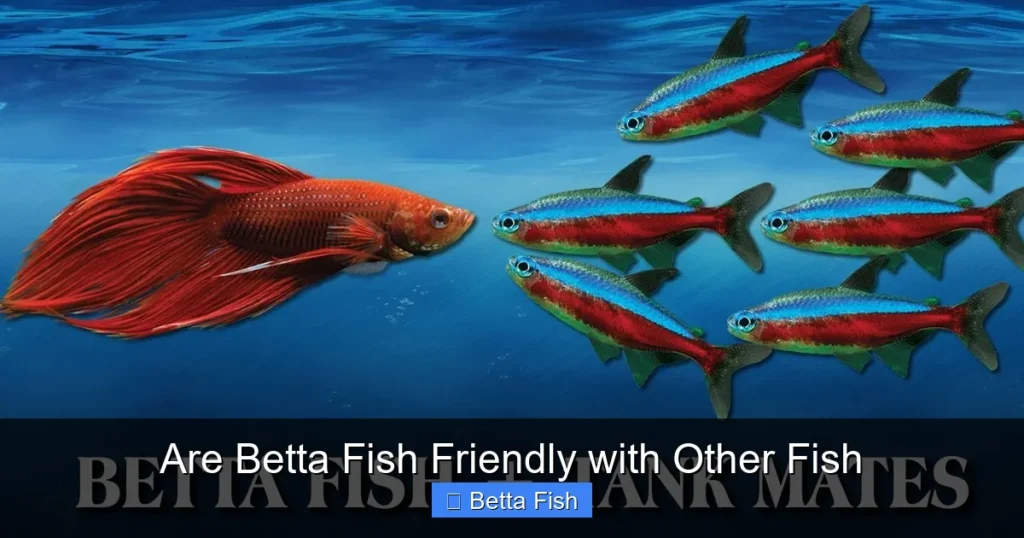 Are Betta Fish Friendly with Other Fish