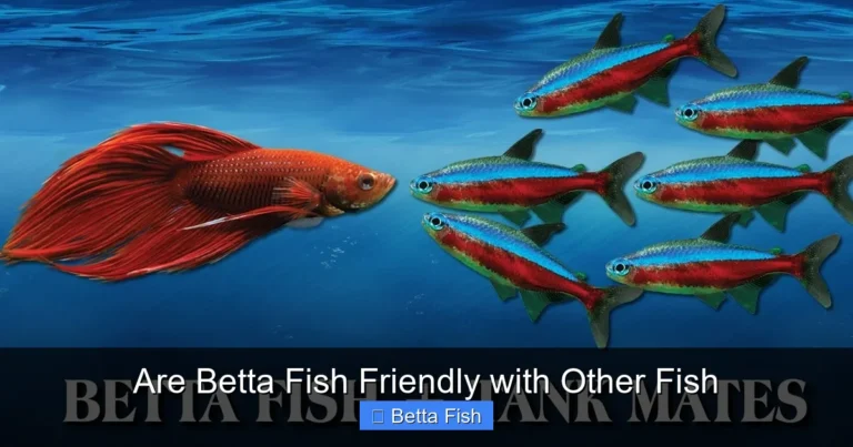 Are Betta Fish Friendly with Other Fish
