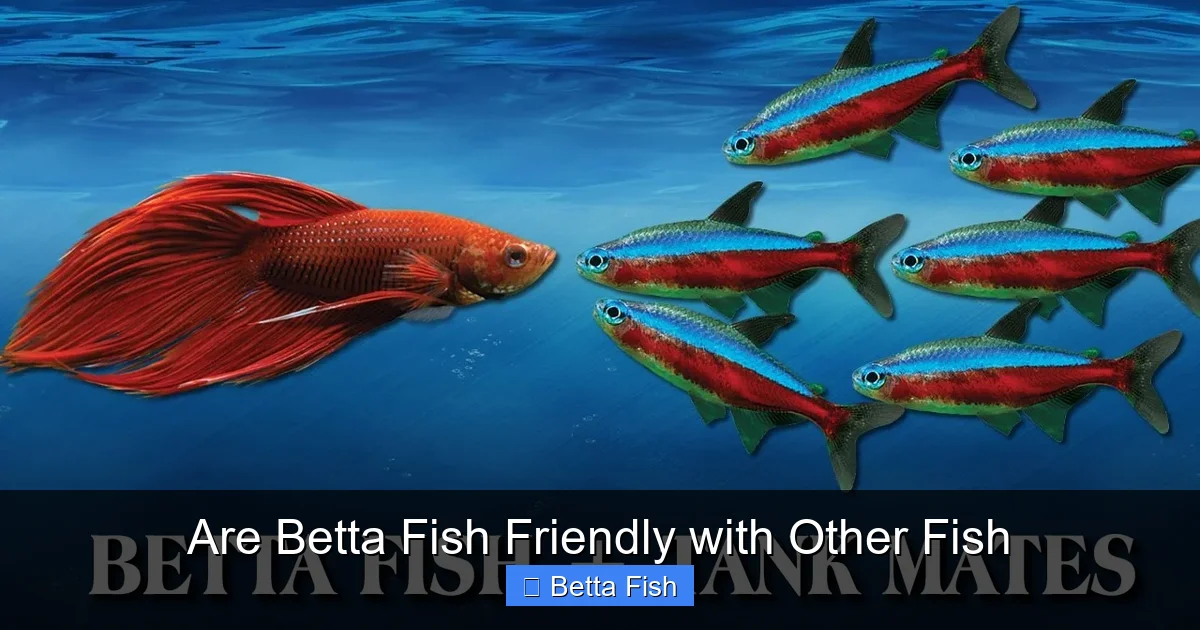 Are Betta Fish Friendly with Other Fish