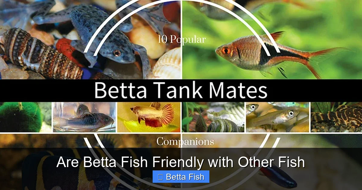 Are Betta Fish Friendly with Other Fish