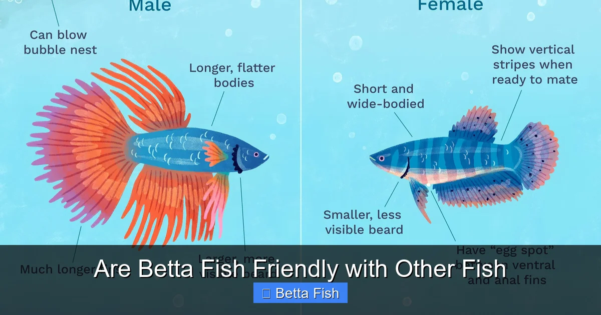 Are Betta Fish Friendly with Other Fish