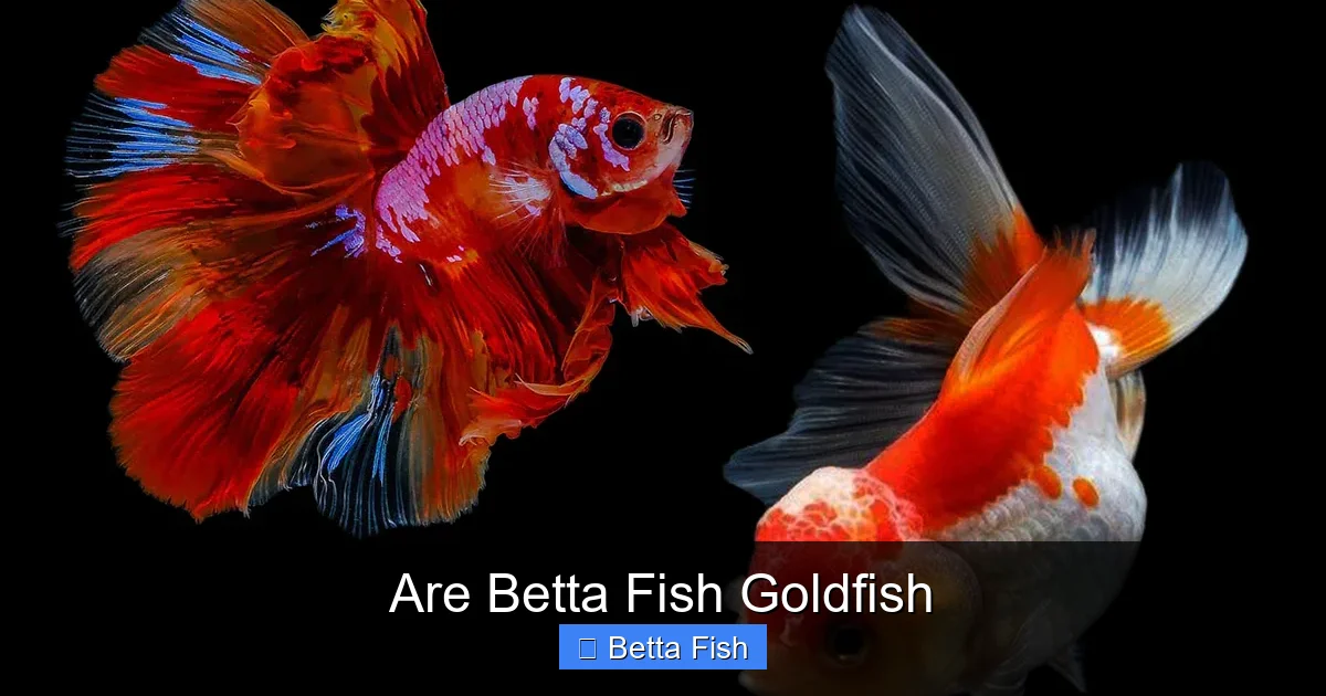 Are Betta Fish Goldfish