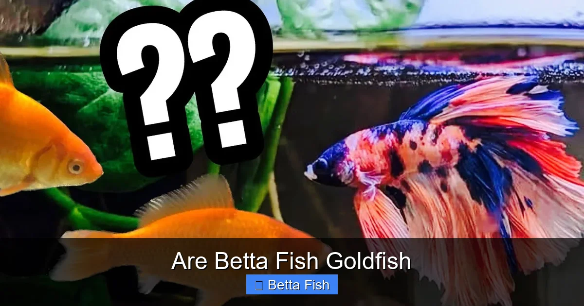 Are Betta Fish Goldfish