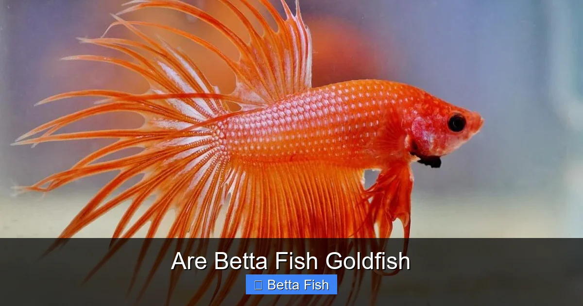 Are Betta Fish Goldfish