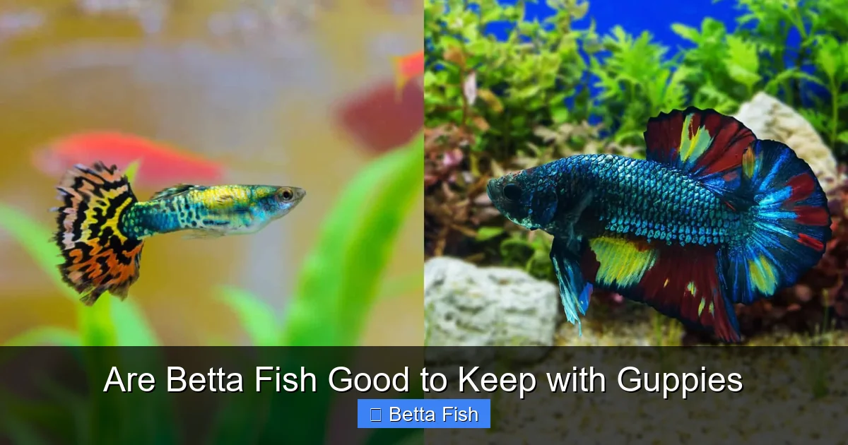 Are Betta Fish Good to Keep with Guppies