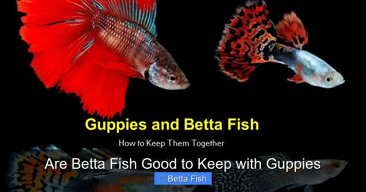 Are Betta Fish Good to Keep with Guppies