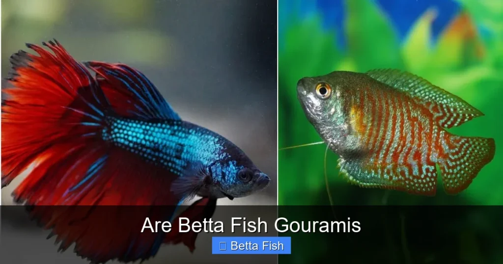 Are Betta Fish Gouramis