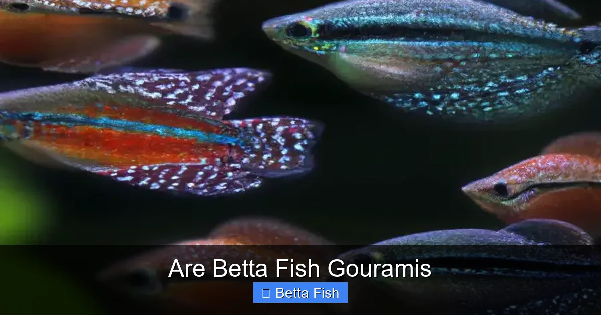 Are Betta Fish Gouramis