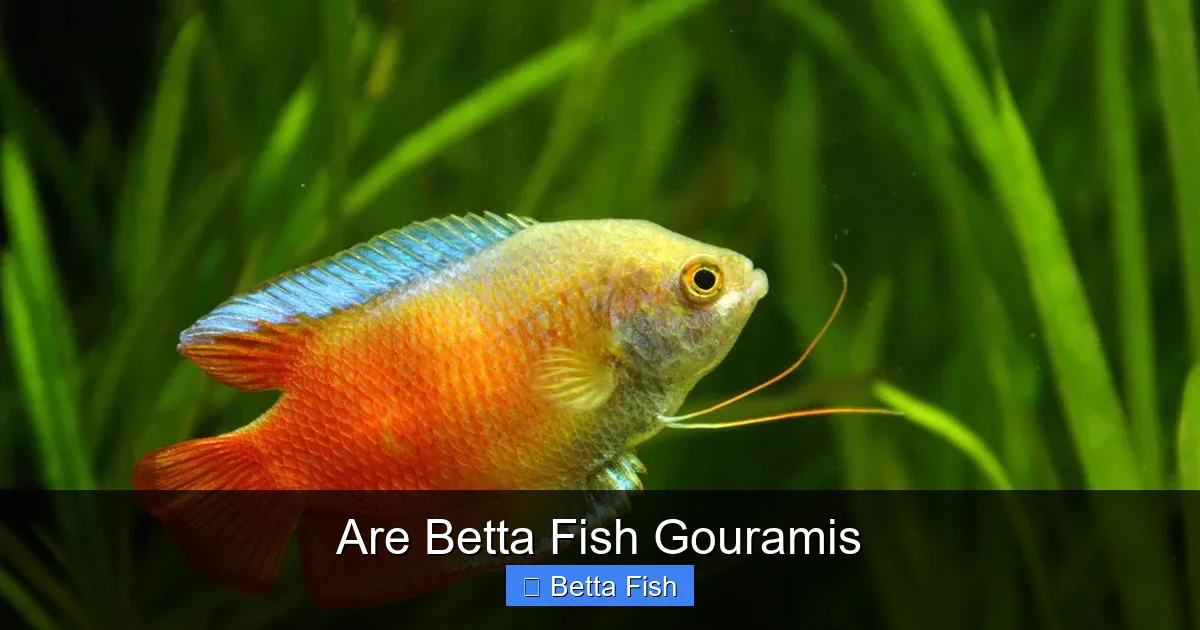 Are Betta Fish Gouramis